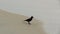 A crow searching for food on the beach