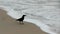 A crow searching for food on the beach