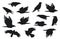 Crow silhouette. Group of flying ravens with feathers beak claw, creative black gothic rook birds for Halloween