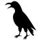 Crow. Silhouette. The mystical black bird croaks loudly. Vector illustration. Outline on an isolated white background.
