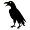 Crow. Silhouette. A mystical black bird with luminous eyes croaks loudly. Vector illustration. Isolated white background.