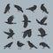 Crow silhouettes. Flying dark mystical ghotic birds with feathers recent vector illustrations set