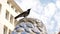 Crow sit on fountain with transparent water on hot summer day outdoors