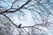 Crow sits on a beautiful picturesque branchless tree without leaves dot autumn-winter landscape