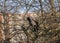 The crow sits on a beautiful picturesque branchy tree without leaves in early spring