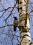 A crow sits on a birch branch on a clear day.