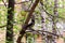 The crow sits on a branch of wood in the yard of a multi-storey brick house.