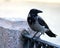 Crow sits on the embankment fence