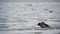 Crow Sits on the Frozen Ice-Covered Sea in Slow Motion