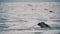 Crow Sits on the Frozen Ice-Covered Sea in Slow Motion