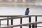 Crow sits on the railing