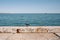 A crow sits on the seashore. The shore is reinforced with a concrete structure