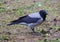 Crow sits on the spring ground with rare grass