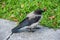 Crow sits on a stone curb in a park