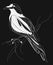 A crow sitting on a branch. Stylized magpie on a tree. Black and white crow. Linear Art. Tattoo. Vector illustration.