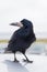 A crow sitting on a car and his reflection