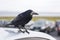 A crow sitting on a car and his reflection