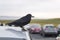A crow sitting on a car and his reflection