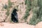 Crow sitting on the edge of rock, Grand Canyon National Park, AZ