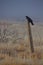 Crow sitting on fence post on the edge of a field