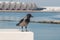 Crow sitting on the fence of the waterfront.