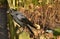 Crow sitting garden fence