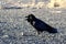 A crow sitting on the ground of death valley, looking at the desert ahead