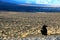 A crow sitting on the ground of death valley, looking at the desert ahead