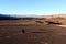 A crow sitting on the ground of death valley, looking at the desert ahead