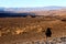 A crow sitting on the ground of death valley, looking at the desert ahead