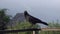 Crow Sitting on Porch Railing