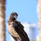 Crow sitting on the stone on the blurred urban background.