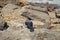 Crow sitting on stones on the seashore