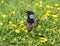 Crow is sitting in a thicket of yellow dandelions