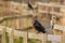 A Crow Sitting on a Winding Fence