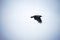 Crow in skies