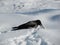 crow snow feeding food waste
