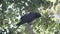 Crow squawking, scratching