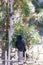 Crow stand at bamboo fence with green trees in the background at Sapporo in Hokkaido, Japan