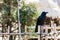 Crow stand at bamboo fence with green trees in the background at Sapporo in Hokkaido, Japan