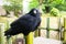 A crow standing on bamboo fence.