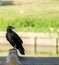 The crow standing on the bench, close up picture