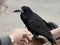 Crow standing on the park bench and a blurry senior man trying to make contact