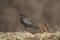 Crow standing on stone ground