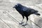 Crow standing on wooden deck