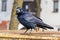 The crow stands on the container and watches carefully