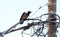 A crow stands on electric wires