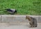 Crow steals food from a gray cat from the grass of the lawn