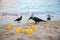 crow steals a yellow heart on the beach