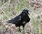 Crow Stock Photo. Raven standing foliage displaying  black plumage body, head, eye, open beak and enjoying its habitat and